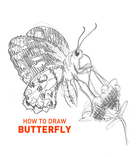 butterfly-drawing-how-to-draw-step-by-step-outline-sketch-butter-fly-realistic-bug-moth-wings-flower-nector-flying-insect-beginner-kids-fun-cool-cute-advanced-realism-bugs-insects