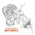 butterfly-drawing-how-to-draw-step-by-step-outline-sketch-butter-fly-realistic-bug-moth-wings-flower-nector-flying-insect-beginner-kids-fun-cool-cute-advanced-realism-bugs-insects
