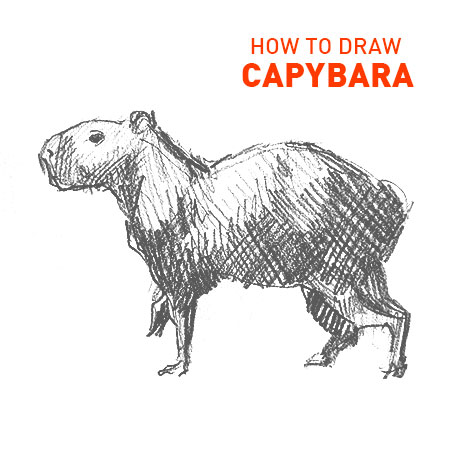 capybara drawing easy step by step how to draw outline simple cute fun quick fast sketch sketching drawings animal rodent marsupial wildlife beginners kids hard realistic
