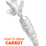 carrot-drawing-easy-how-to-draw-step-by-step-outline-realistic-beginners-hard-fruit-vegetable-sketch-sketching-quick-fast-tutorial-real-ninja-basket-kids-cute-fun-cool
