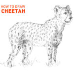cheetah drawing easy outline how to draw step by step cat cats big african fun cute cool fast speed run spots sketch sketching beginner hard nature realisitic feline