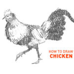 chicken drawing easy how to draw step by step sketch sketching chickens farm fun cute cool realistic fast quick bird birds fil a learn art vector illustration tutorial