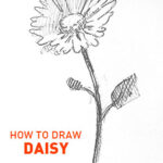 daisy drawing flower outline easy how to draw step by step fast quick sketch sketching flowers daisies realistic fun cute cool kids beginners learn art artwork vector