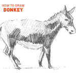 donkey drawing easy outline how to draw step by step illustrator vector artist drawer learn quick hard animal farm realistic beginner shading sketch sketching for