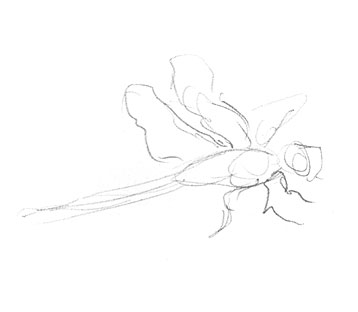 dragonfly-drawing-easy-outline