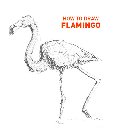 flamingo drawing easy outline how to draw step by step art pencil sketch sketching artist drawer pink bird animal water beginner learn realistic standing artwork fast