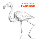 flamingo drawing easy outline how to draw step by step art pencil sketch sketching artist drawer pink bird animal water beginner learn realistic standing artwork fast