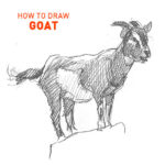 goat drawing easy how to draw step by step outline sketch sketching fun cute cool simple fast kids beginners funny meme animal farm furry quick pencil illustrator vector