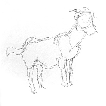 goat-drawing-easy
