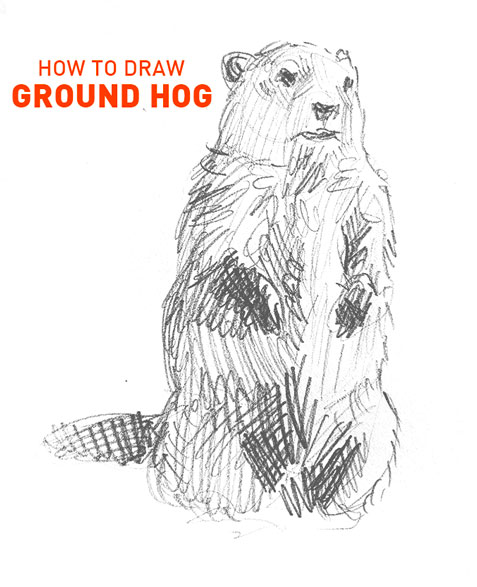 how to draw ground hog drawing funny cute cool fun sketch sketching step by step simple fast realistic steps animal furry beginners easy hard kids farm teach me learn