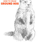 how to draw ground hog drawing funny cute cool fun sketch sketching step by step simple fast realistic steps animal furry beginners easy hard kids farm teach me learn