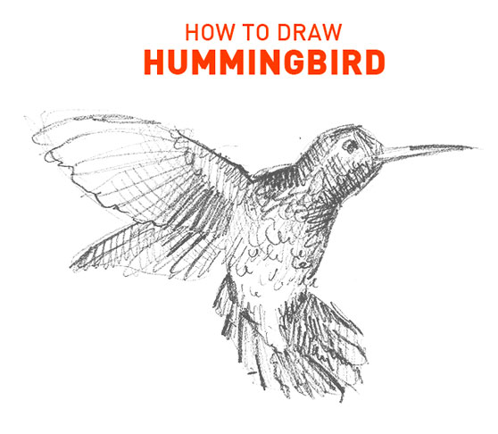 hummingbird-drawing-easy-outline-how-to-draw-step-by-step-beginners-hard-bird-birds-flying-realistic-fast-art-artwork-sketch-sketching-quick-wing-wings-learn-humming