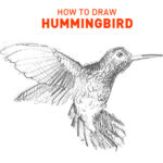 hummingbird-drawing-easy-outline-how-to-draw-step-by-step-beginners-hard-bird-birds-flying-realistic-fast-art-artwork-sketch-sketching-quick-wing-wings-learn-humming