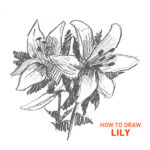 lily drawing easy step by step how to draw outline sketch sketching flower flowers beginner kids nature fun cute cool simple fast realistic hard petals leafs pencil