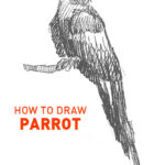 parrot drawing how to draw step by step easy outline bird birds parrots realistic simple quick fast branch tree chirp cute fun cool realism colorful wing feathers