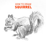 squirrel-drawing-easy-outline-step-by-step-how-to-draw-sketch-sketching-beginner-hard-animals-rodent-chipmunk-prairie-dog-tree-ground-flying-learn-tutorial-pencil-pen-ink