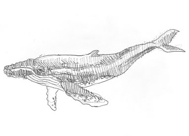 whale-drawing-easy-step-by-step-how-to-draw-sketch-sketching-outline-realistic-simple-fast-quick-whales-fish-line-pencil-unique-cool-fun-cute