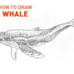 whale drawing easy step by step how to draw sketch sketching outline realistic simple fast quick whales fish line pencil unique cool fun cute vector swimming large illustrator