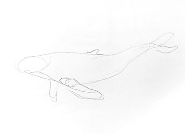 whale-drawing-easy-step-by-step