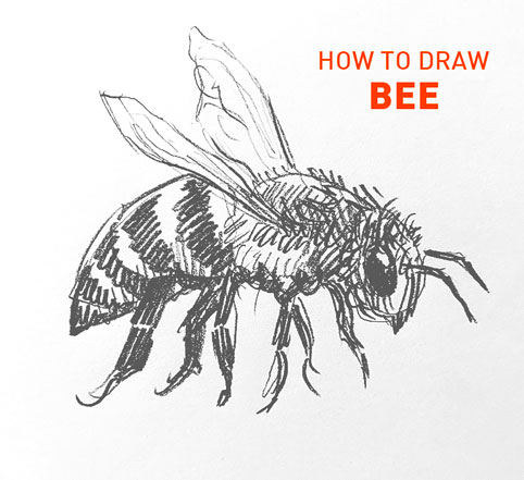 bee drawing easy step by step outline how to draw realistic buzzing honey bumble sketch sketching pollinate buzz beginner kids simple fast flying wings bees fun cute cool