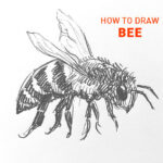 bee drawing easy step by step outline how to draw realistic buzzing honey bumble sketch sketching pollinate buzz beginner kids simple fast flying wings bees fun cute cool