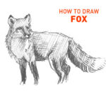 fox drawing easy how to draw step by step outline sketch sketching realistic foxes animals kids beginners fast quick simple unique cool cute fun line hound pencil