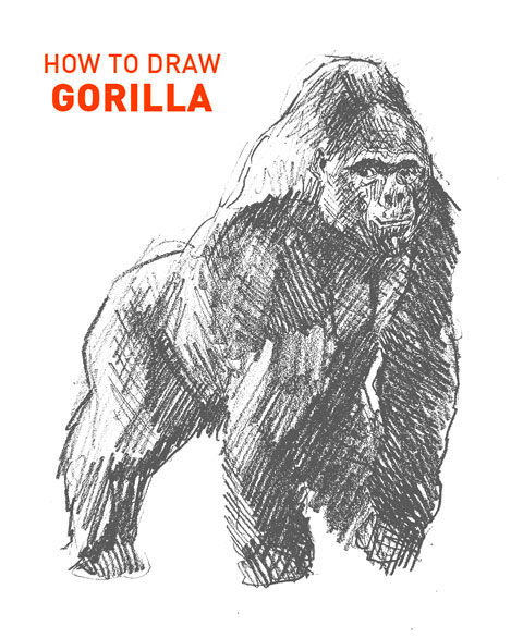 gorilla drawing easy outline how to draw step by step sketch sketching beginners kids fun cute cool animals ape great monkey king kong vs 100 glorilla simple hard gorillas