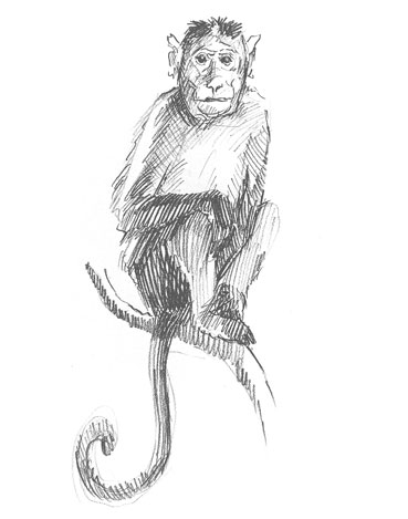 monkey-drawing-easy-how-to-draw-step-by-step-sketch-sketching-realistic-monkeys-animals-outline-simple-fast-quick-fun-cute-cool-unique