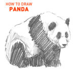 panda drawing easy how to draw step by step outline bear pandas sketch sketching realistic pencil fun cute cool unique kids beginner simple quick fast bears animals