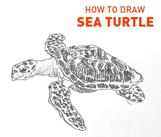 sea turtle drawing easy how to draw step by step realistic outline sketch sketching turtles swimming pencil fun cute cool kids beginner simple fast animal tortoise