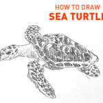 sea turtle drawing easy how to draw step by step realistic outline sketch sketching turtles swimming pencil fun cute cool kids beginner simple fast animal tortoise