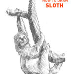 sloth drawing easy how to draw step by step unique fun cool cute kids realistic sketch sketching pencil animals outline line unique tree limb slow slowly lounge fur