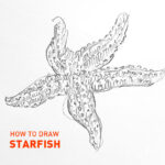 starfish drawing easy how to draw outline step by step realistic fish ocean aquatic sketch sketching star fish beginners kids fun cute cool pencil simple fast quick