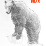 bear drawing easy how to draw step by step outline artforkidshub site pens sketch pad art line board online animated drawings websites tablet cute sketches doodling gesture beginners simple basic stuff to pen free