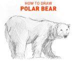 polar bear drawing easy outline how to draw fun cute cool site pens sketch pad art line board online animated drawings websites tablet bears sketches doodling gesture beginners simple