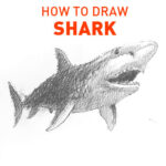 shark drawing easy outline how to draw step by step fun cute cool scary sketch pad art line board online animated drawings websites tablet fish sketches doodling gesture beginners simple