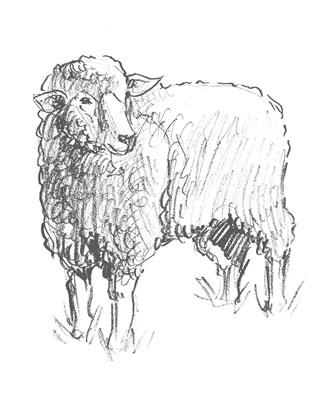 sheep-drawing-easy-outline-how-to-draw-step-by-step-fun-cute-cool-site-pens-sketch-pad-art-line-board-online-animated-drawings-websites-tablet-cute-sketches