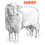sheep drawing easy outline how to draw step by step fun cute cool site pens sketch pad art line board online animated drawings websites tablet cute sketches doodling gesture beginners simple