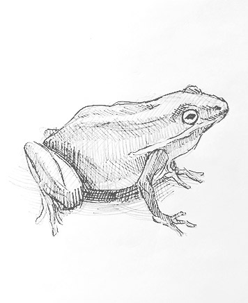 frog drawing-easy-outline-how-to-draw-step-by-step-fun-cute-cool-toad frogssketch-pad-art-line-board-online-animated-drawings