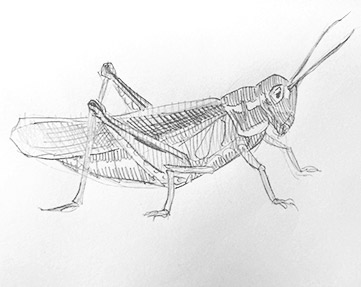 grasshopper-drawing-easy-outline-how-to-draw-step-by-step-fun-cute-cool-scary-sketch-pad-art-line-board-online-animated-drawings