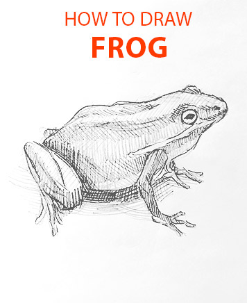 FROG drawing easy STEP BY STEP how to draw