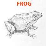 frog drawing-easy-outline-how-to-draw-step-by-step-fun-cute-cool-toad frogs sketch-pad-art-line-board-online-animated-drawings-websites-tablet-bug sketches-doodling-gesture-beginners-simple