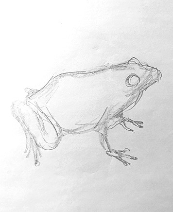 frog drawing-easy-outline