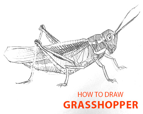 grasshopper-drawing-easy-outline-how-to-draw-step-by-step-fun-cute-cool-scary-sketch-pad-art-line-board-online-animated-drawings-websites-tablet-bug sketches-doodling-gesture-beginners-simple