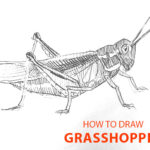grasshopper-drawing-easy-outline-how-to-draw-step-by-step-fun-cute-cool-scary-sketch-pad-art-line-board-online-animated-drawings-websites-tablet-bug sketches-doodling-gesture-beginners-simple