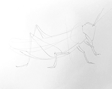 grasshopper drawing-easy-outline