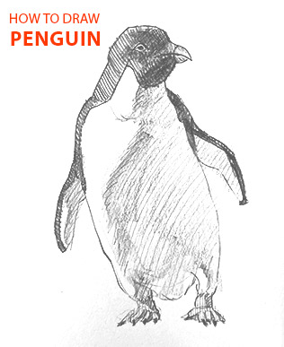 penguin-drawing-easy-outline-how-to-draw-step-by-step-fun-cute-cool-scary-sketch-pad-art-line-board-online-animated-drawings-websites-tablet-fish-sketches-doodling-gesture-beginners-simple