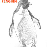 penguin-drawing-easy-outline-how-to-draw-step-by-step-fun-cute-cool-scary-sketch-pad-art-line-board-online-animated-drawings-websites-tablet-fish-sketches-doodling-gesture-beginners-simple