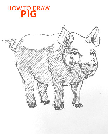 PIG drawing easy STEP BY STEP how to draw