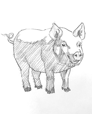 pig drawing-easy-outline-how-to-draw-step-by-step-fun-cute-cool-scary-sketch-pad-art-line-board-online-animated-drawings-websites-tablet-fish-sketches-doodling-gesture-beginners-simple